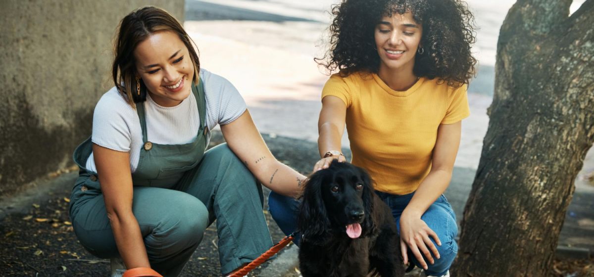 Pet Sitter e Passeador de Cães: Oportunidades, Responsabilidades e Dicas Essenciais para o Sucesso