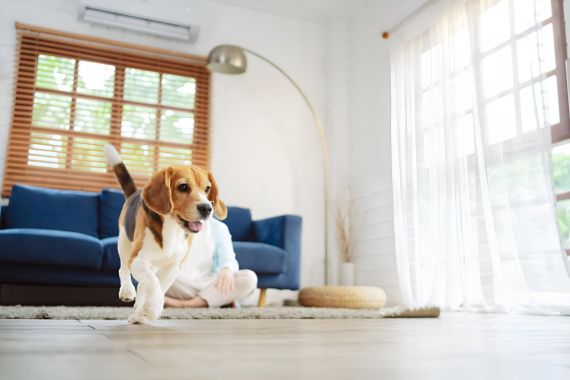 Dicas de Limpeza para Casas com Animais de Estimação