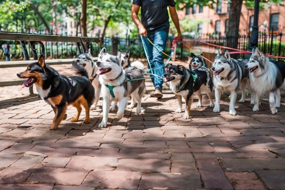 Como Divulgar Seus Serviços de Pet Sitter e Passeador de Cães Gratuitamente